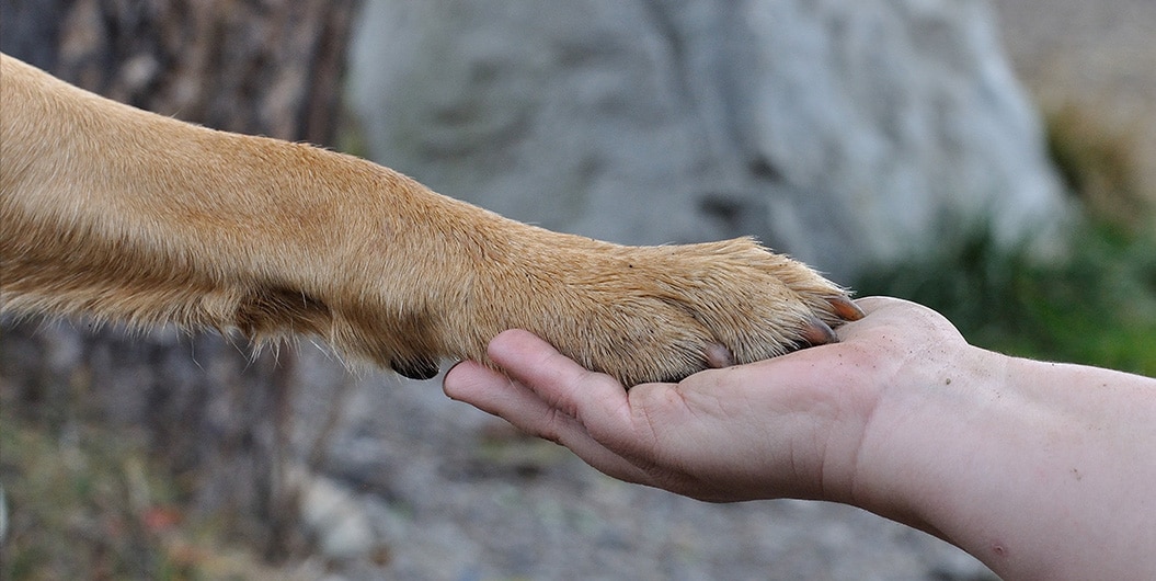 hand and paw