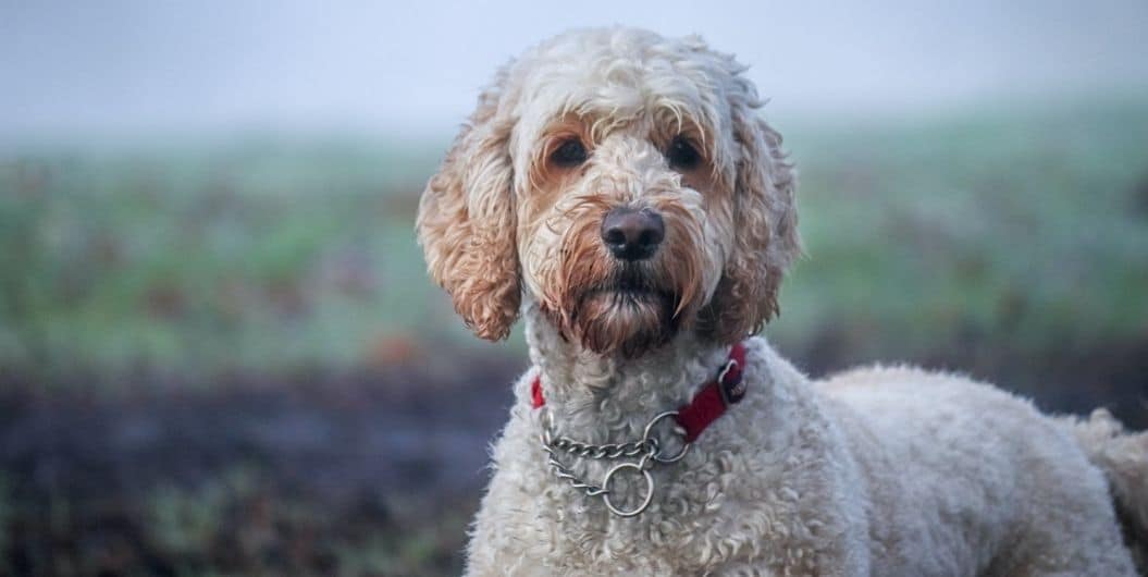 non-shedding dog - labradoodle