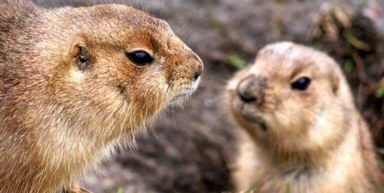 Why Do Prairie Dogs Kiss and Cuddle?