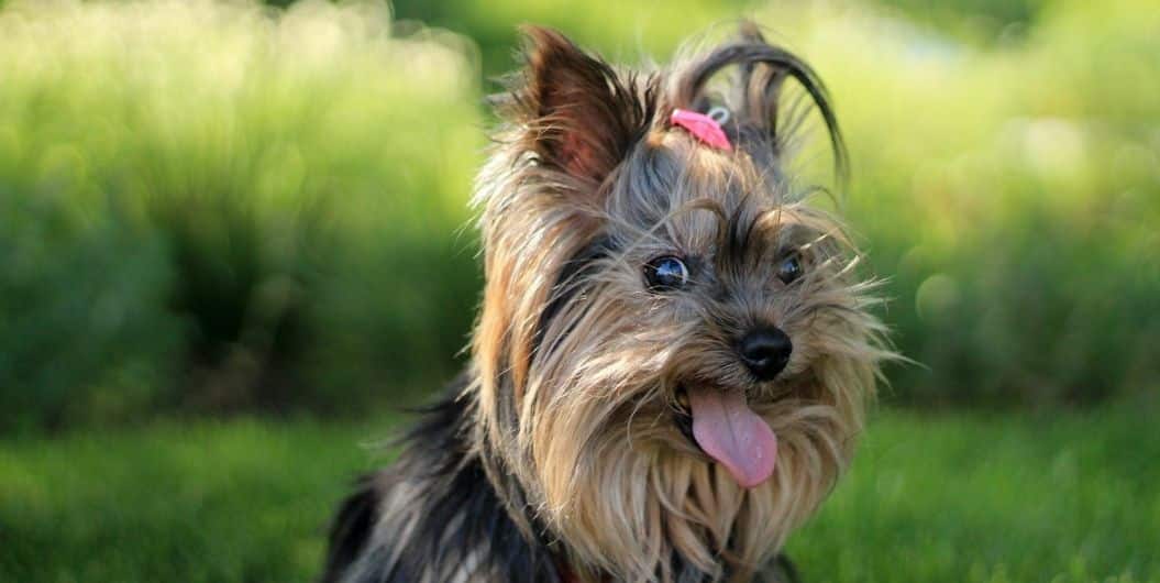 therapy dog - yorkshire terrier