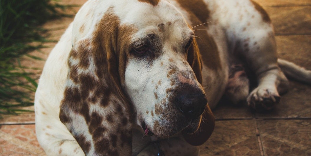 Basset Hound