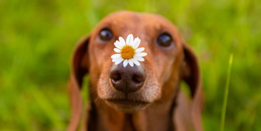 dog with flower on the nose