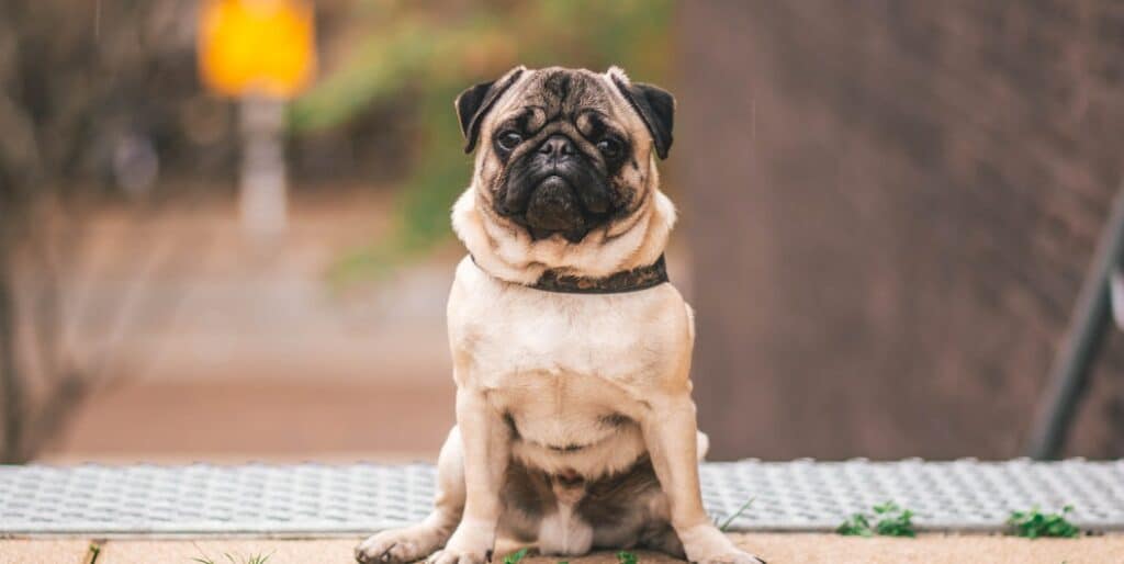 pug