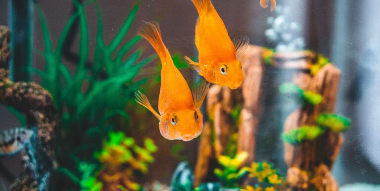 The Eco-Friendly Fish Tank Guide