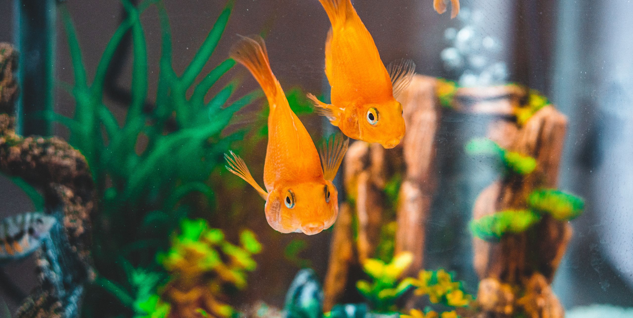 The Eco-Friendly Fish Tank Guide - The Zero-Waste Pet