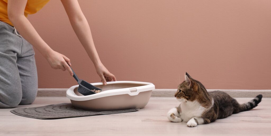 The Ultimate Guide to Raising a ZeroWaste Cat The ZeroWaste Pet