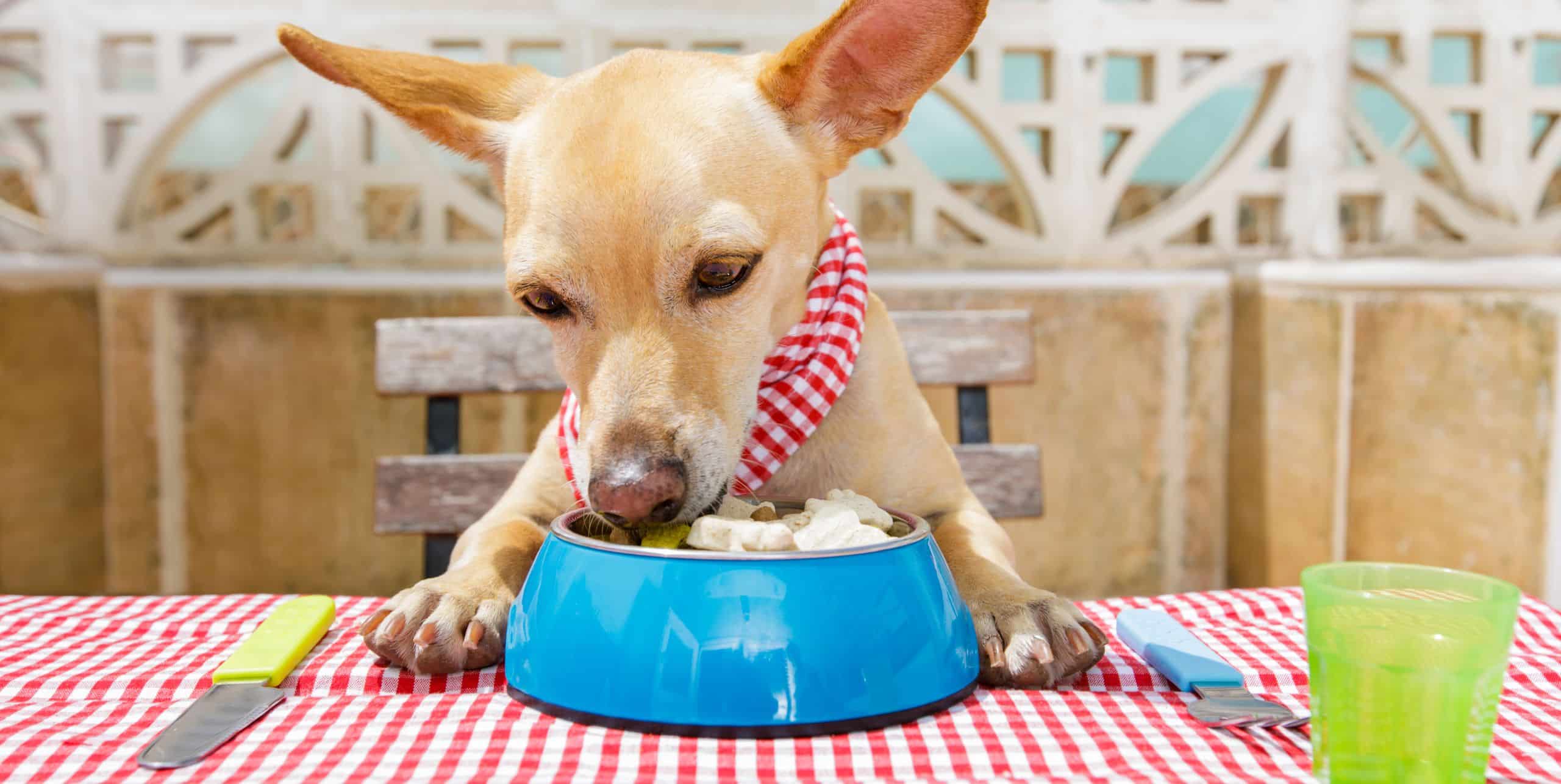 Happy and Healthy: The Best Superfoods for Dogs