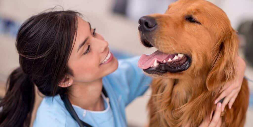 Should You Get A Nutritionist For Your Dog? The Full Scoop