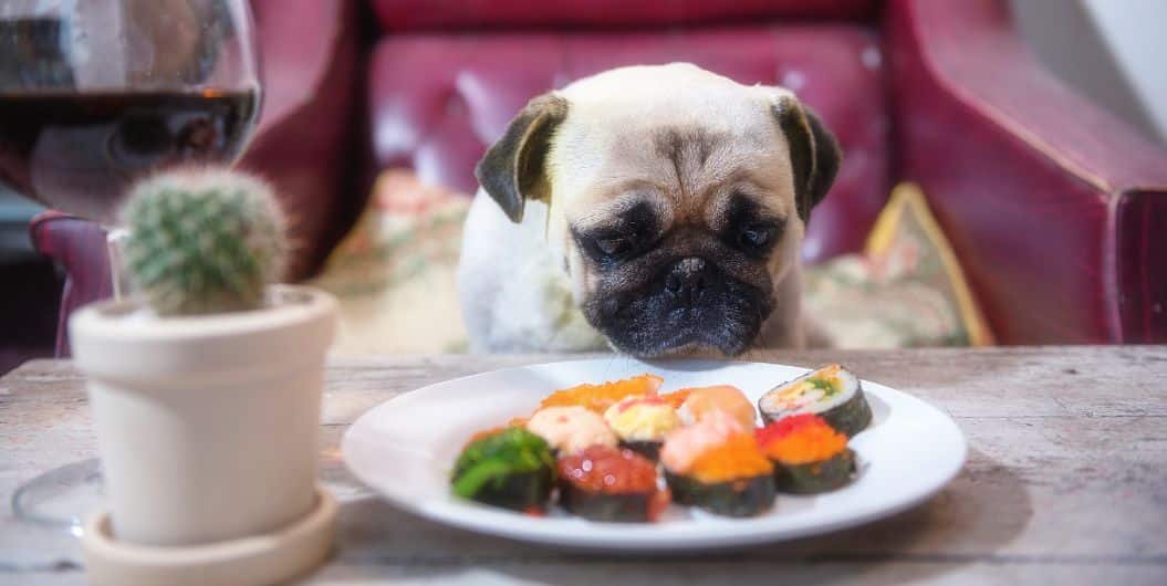 Should You Get a Nutritionist for Your Dog
